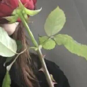 Meet your Posher, Duc long